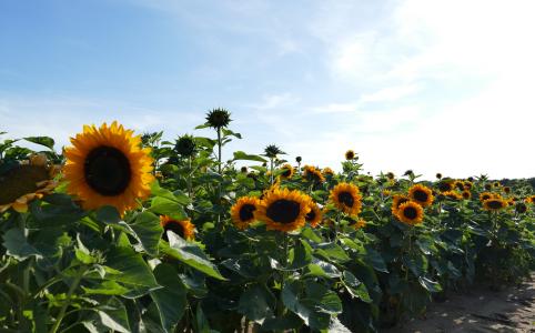 Sonnenblumenfeld